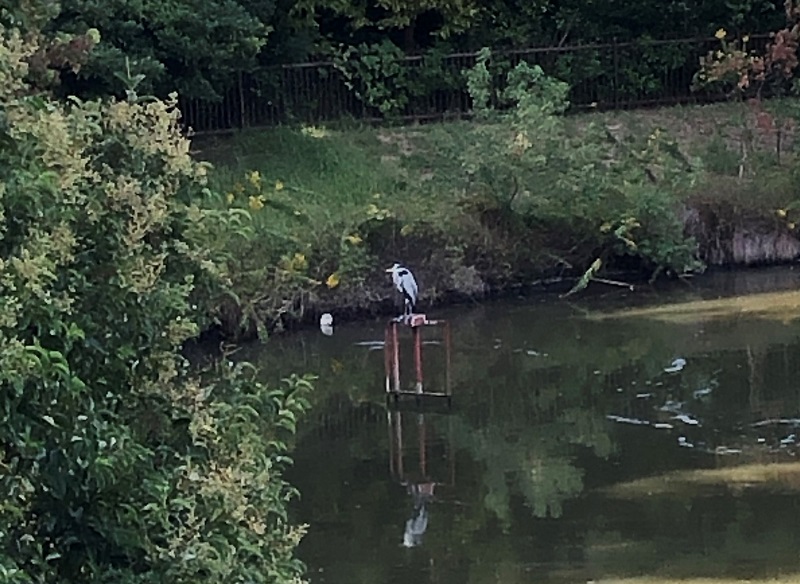 兵庫県 バードウォッチング