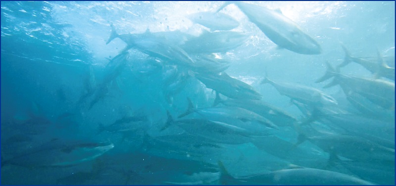 漁業 給餌システム iot