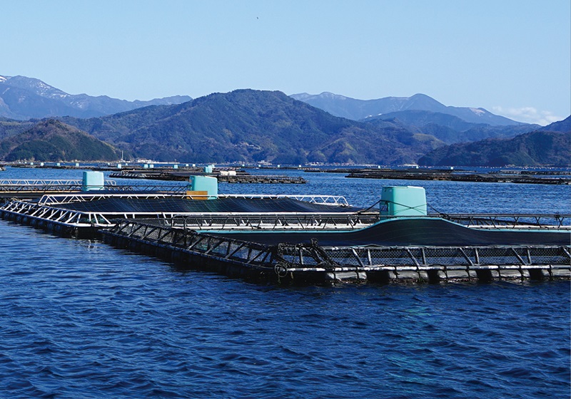 スマート漁業 給餌システム