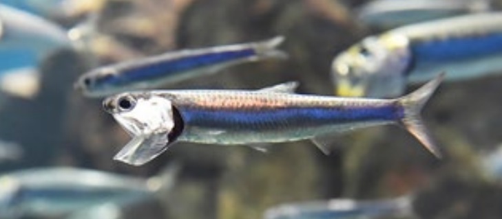 牡蠣養殖 海苔養殖 年収