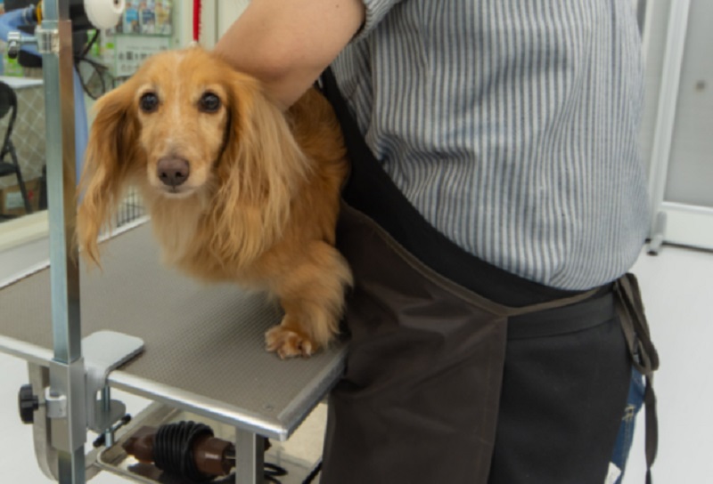 ムサシ姫路店のペットショップで犬のトリミング