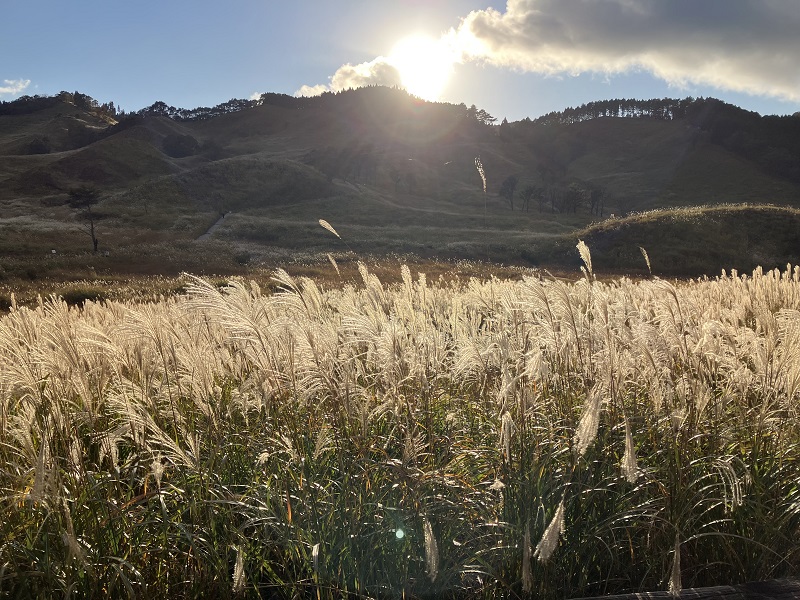 夕日に輝くススキ