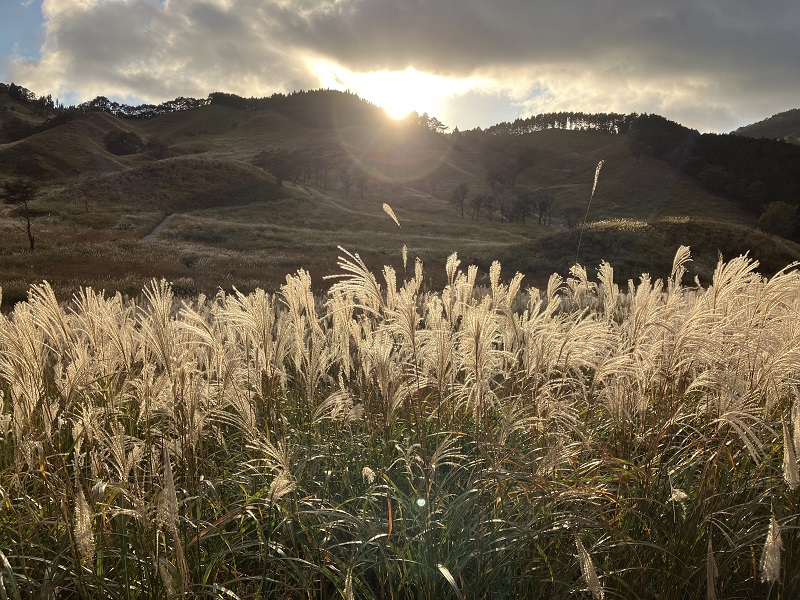 日没時間に撮影したススキ