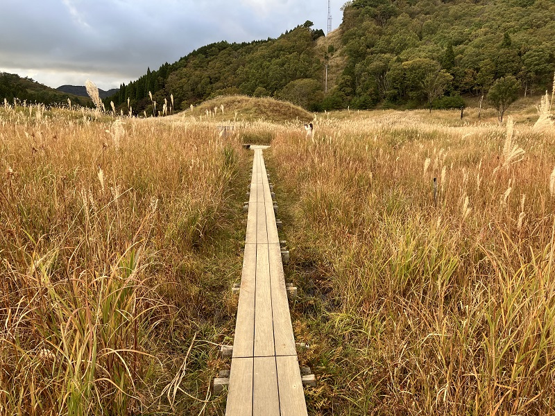 ハイキングコース