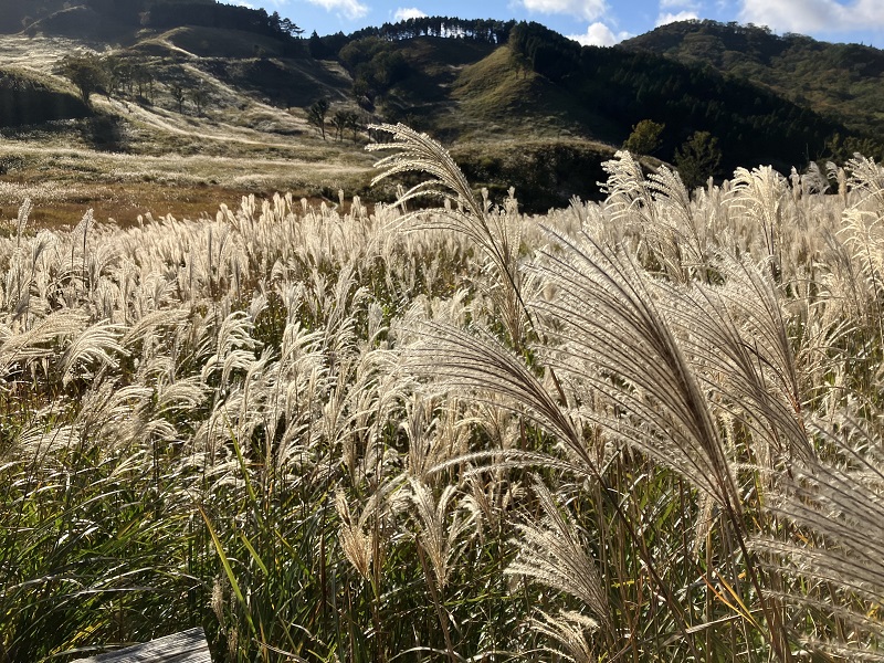 砥峰高原のススキ